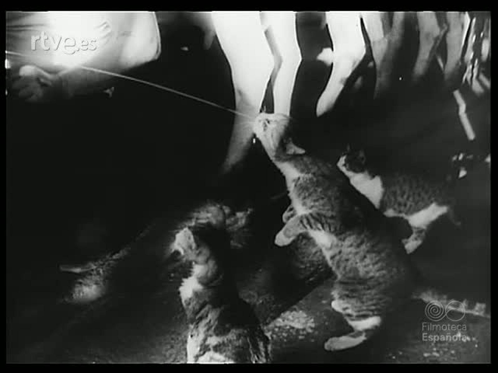 ANIMALES MAGIA Y CIRCO - Revista Imágenes | Ver