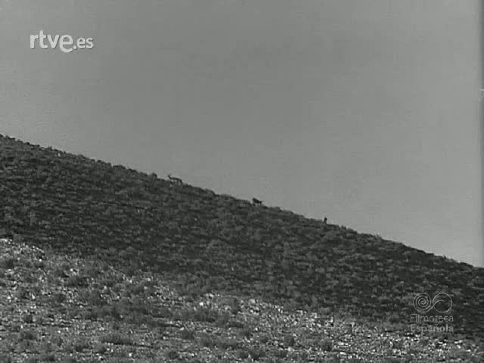 ESCOPETAS Y PERROS - Revista Imágenes | Ver