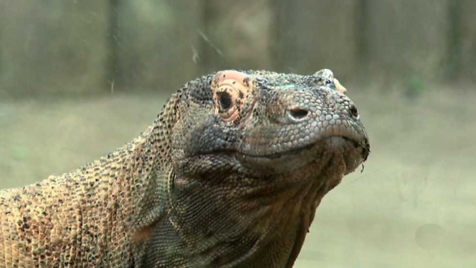 La aventura del saber - 13/11/14 - ver ahora