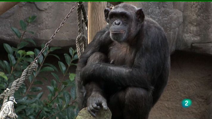 La aventura del Saber - La Aventura del Saber. Fundación Barcelona Zoo