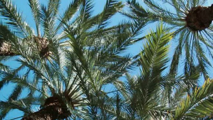 Aquí la Tierra - El mayor palmeral de Europa está en Elche