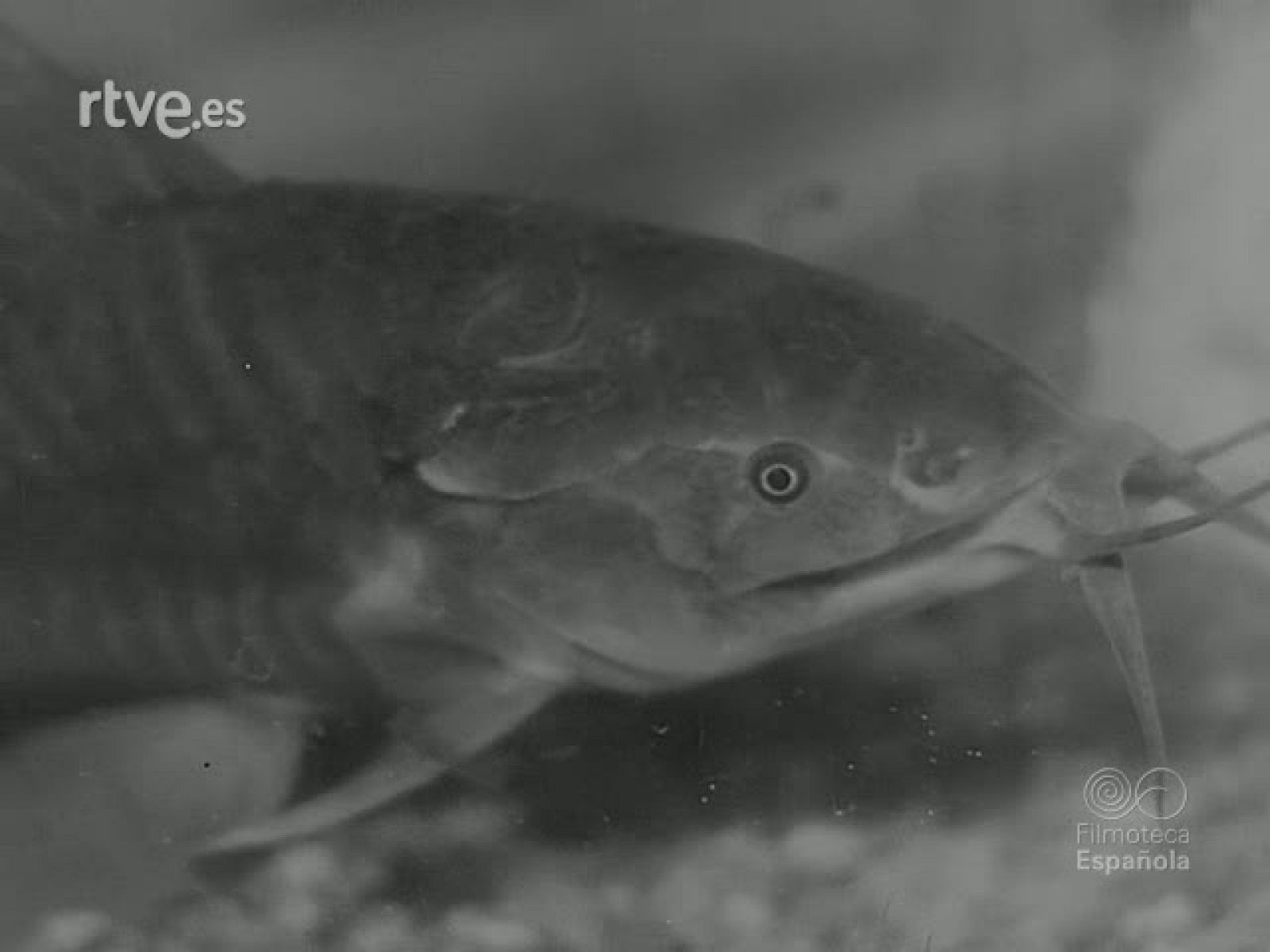 TEMAS PISCICOLAS - Revista Imágenes | Ver