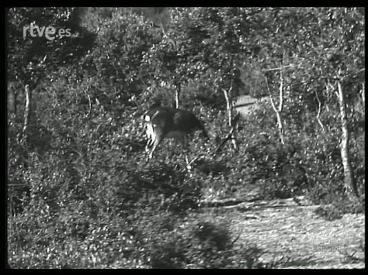 Revista Imágenes - CUANDO SE ABRE LA VEDA