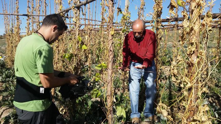 Aquí la Tierra - Judiones segovianos, oro en el plato