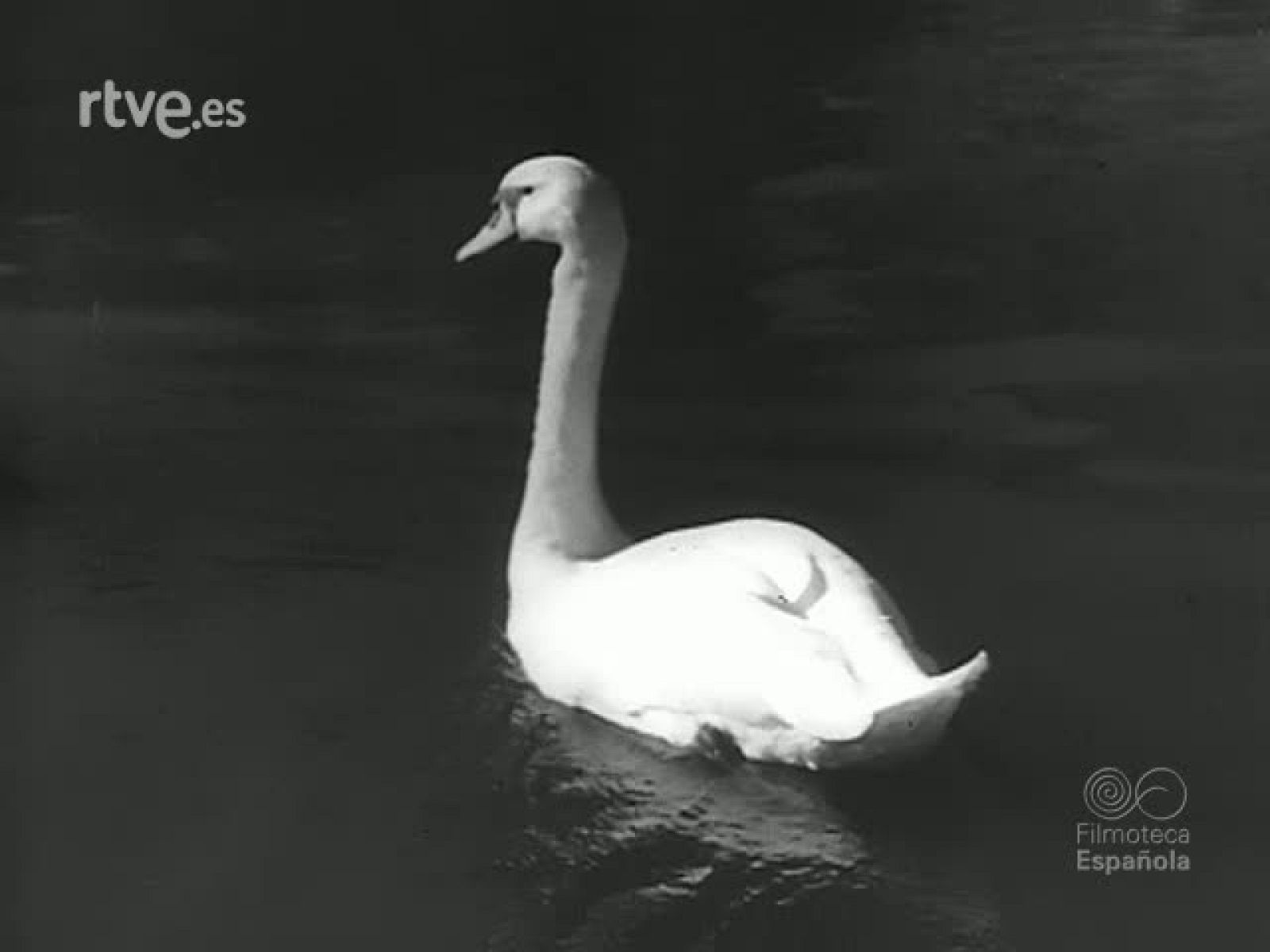 VARIEDADES DE LA PESCA - Revista Imágenes | Ver