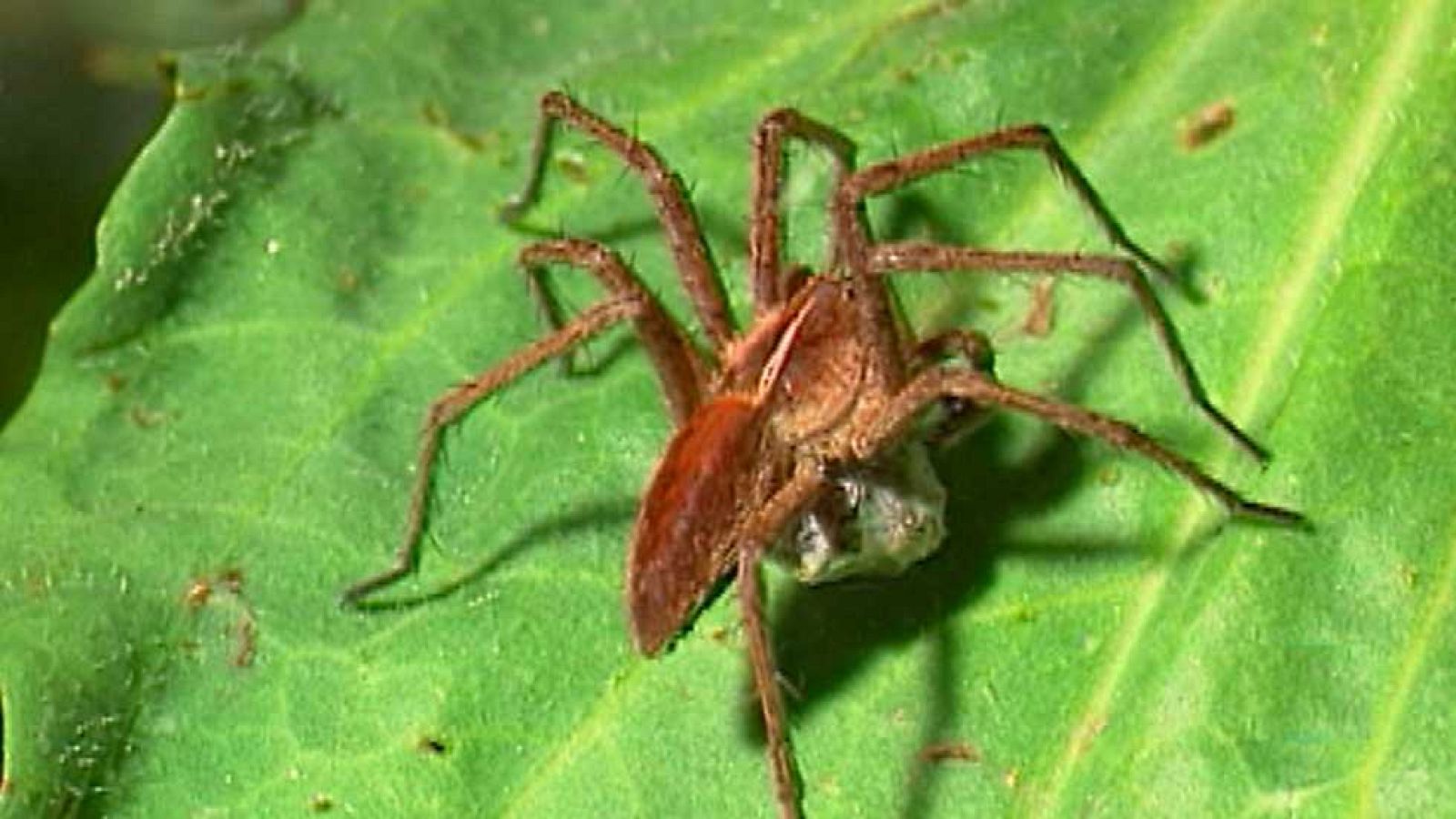 El jardín viviente - Una selva en el jardín - Ver ahora