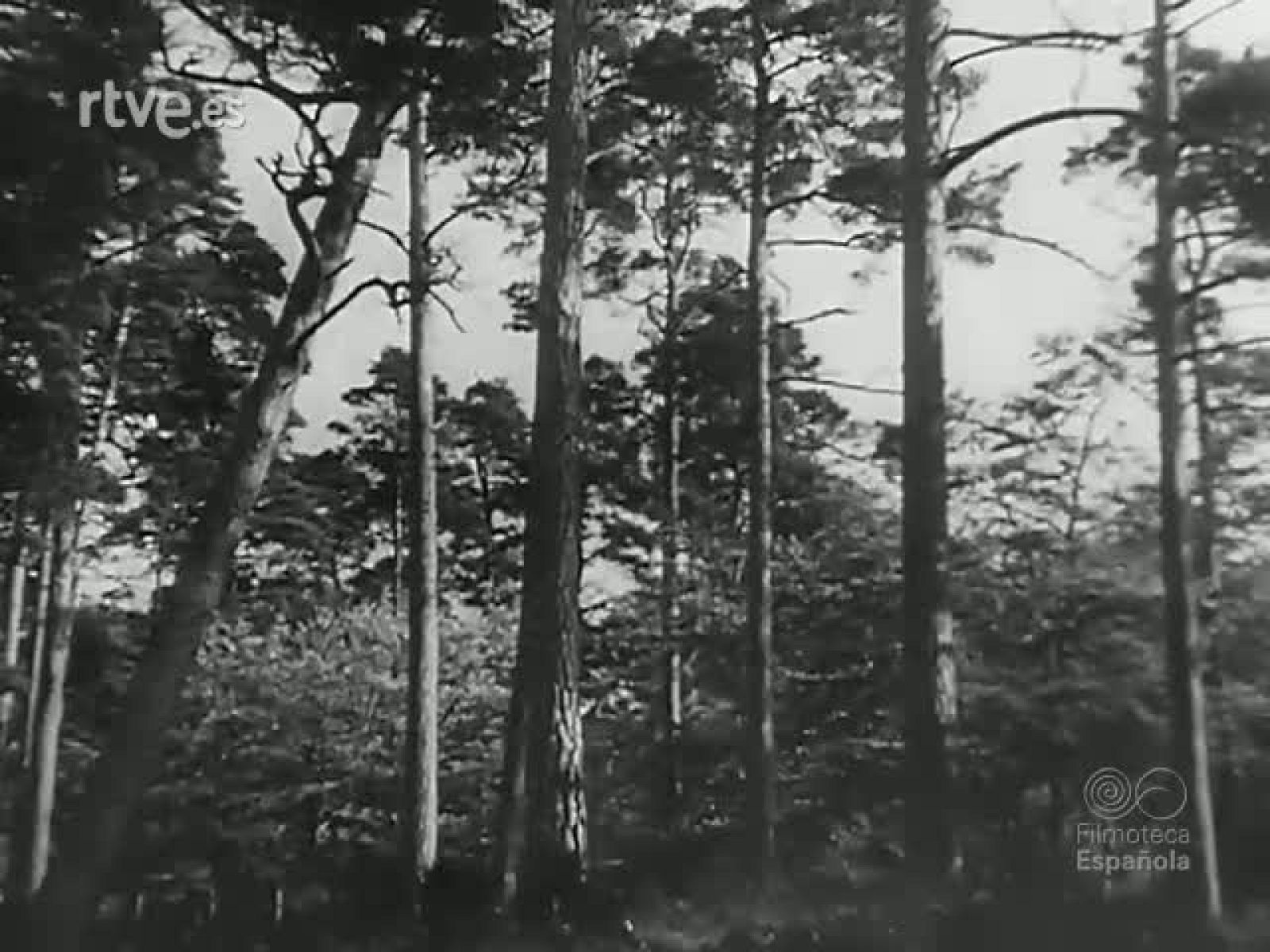 EN EL SILENCIO DEL BOSQUE - Revista Imágenes | Ver