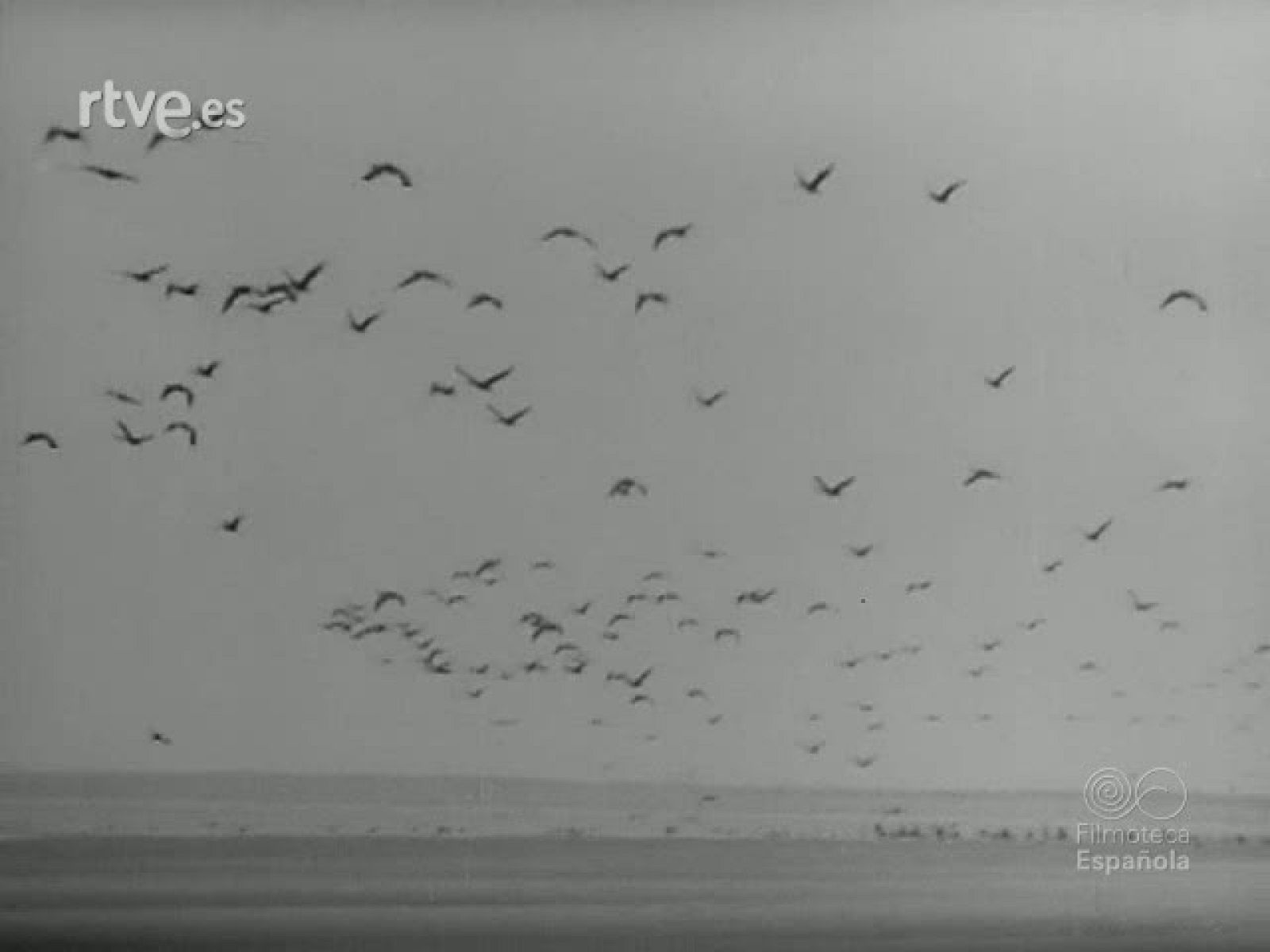 FAUNA DE TIERRA Y AGUA - Revista Imágenes | Ver