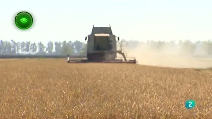 Agrosfera - Agrosfera - En primer plano - Campaña del arroz