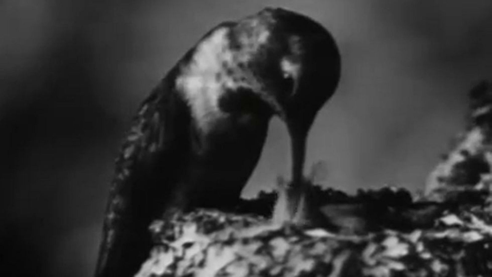 Fauna - El milagro del vuelo