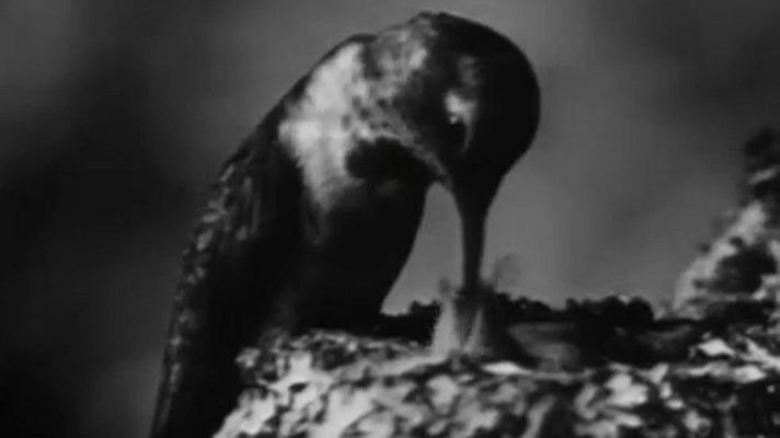 El planeta azul - El milagro del vuelo