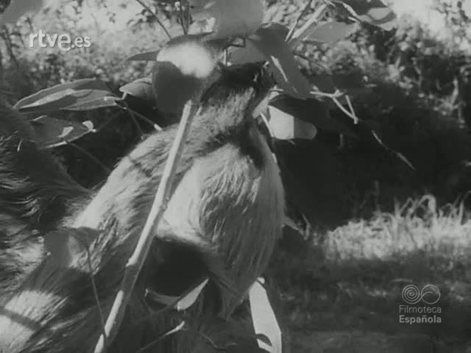 PANORAMA ZOOLOGICO - Revista Imágenes | Ver