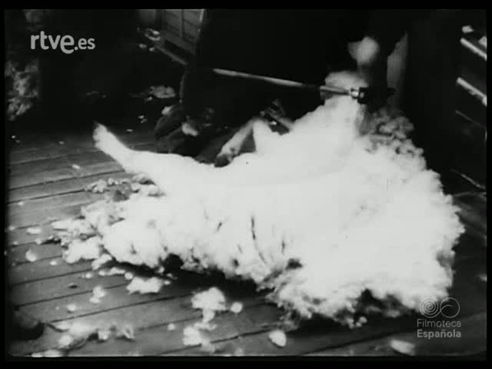 PANTALLA ZOOLOGICA - Revista Imágenes | Ver