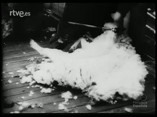 Revista Imágenes - PANTALLA ZOOLOGICA