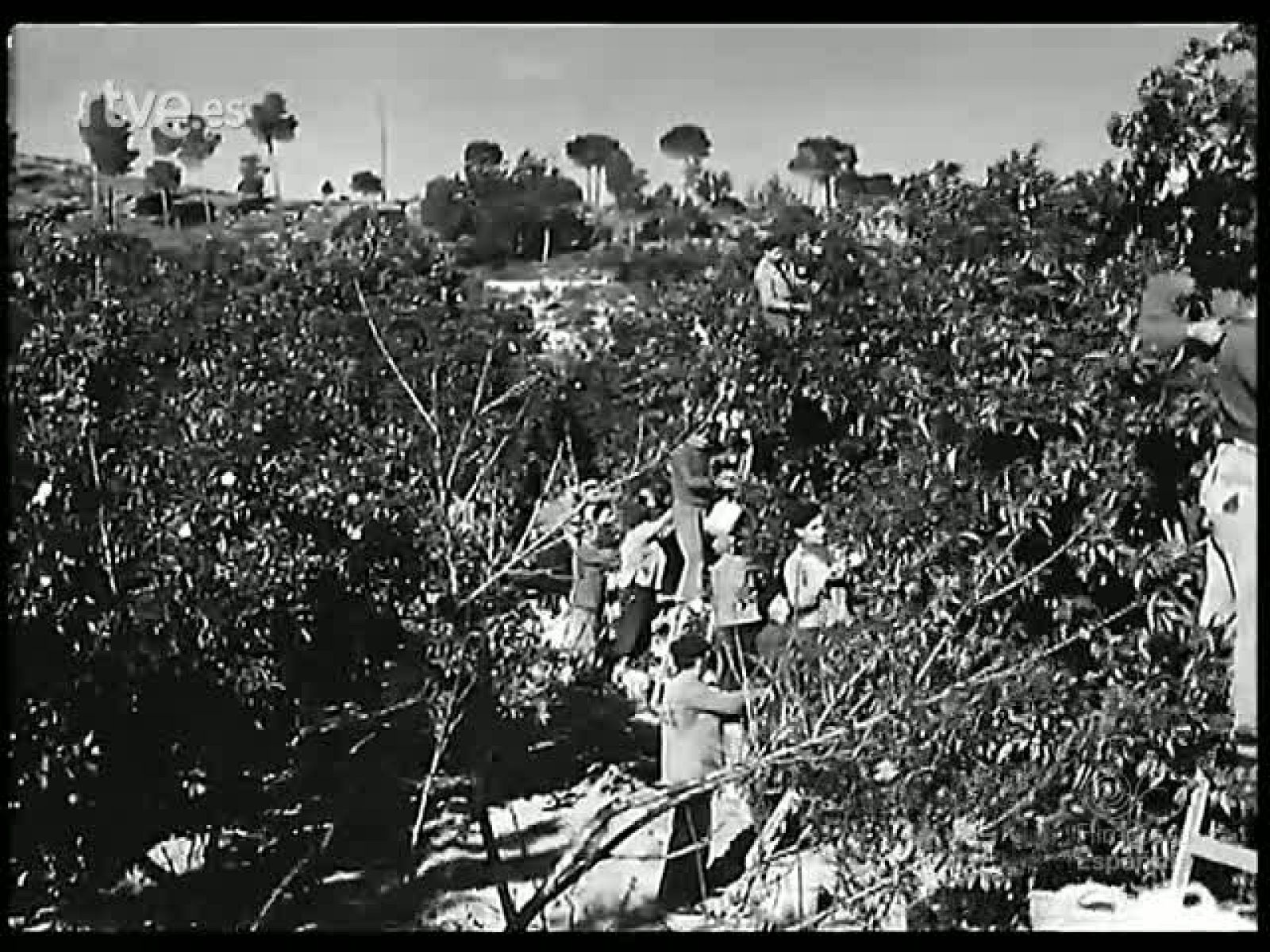 LA NARANJA Y SU RIQUEZA - Revista Imágenes | Ver