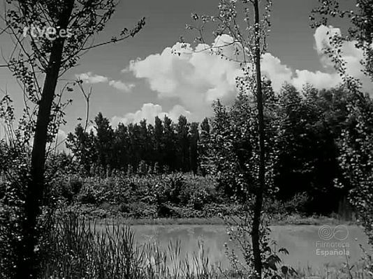 Revista Imágenes - HOJAS RAMAS Y TRONCOS