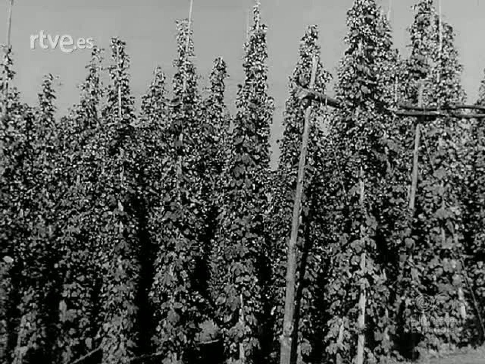 LUPULO Y CERVEZA - Revista Imágenes | Ver