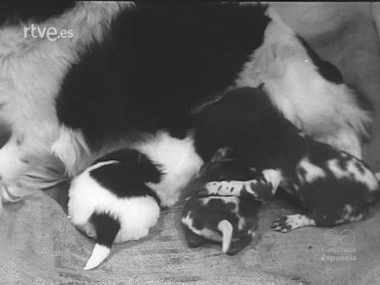 Revista Imágenes - HISTORIETAS DE ANIMALES