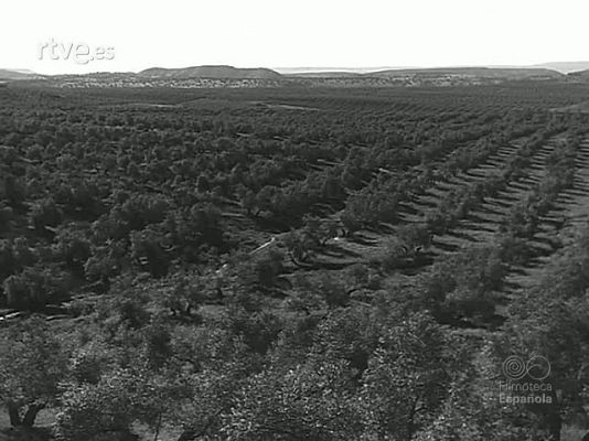 Revista Imágenes - COOPERATIVAS OLIVARERAS