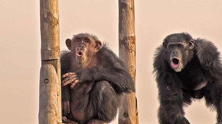 La 2 Noticias - El esfuerzo de 'salvar' a un primate