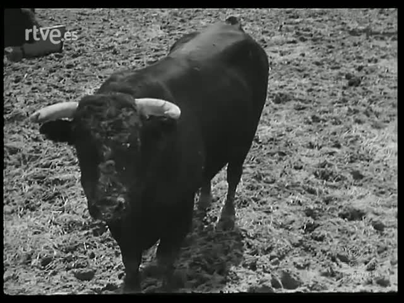 MADRID TAURINO - Revista Imágenes | Ver