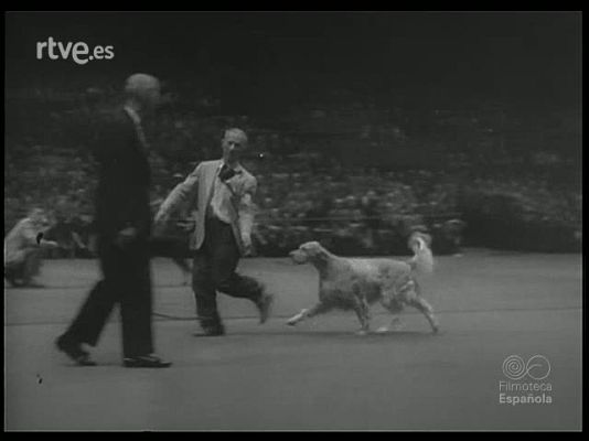 Revista Imágenes - ALBUM ZOOLOGICO