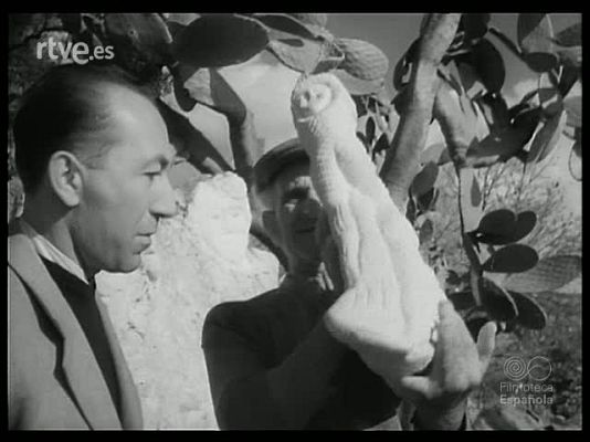 Revista Imágenes - MUNDO ORIGINAL