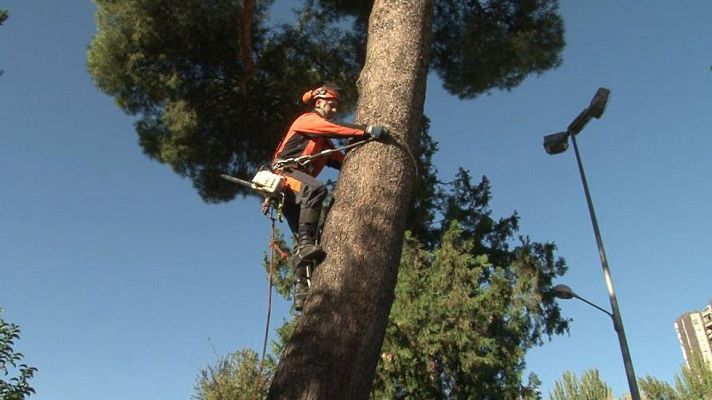 Comando Actualidad - Saneamiento de árboles