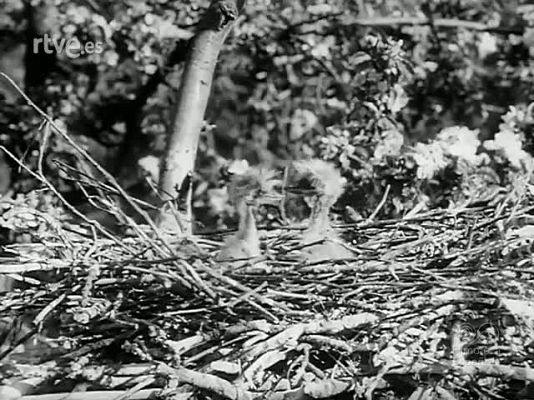 Revista Imágenes - NIDOS JAULAS Y PISTAS