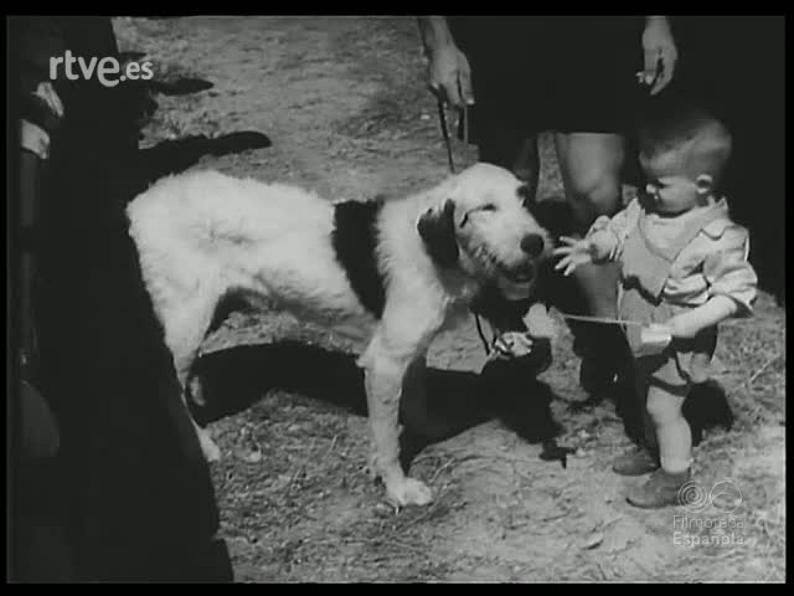ANIMALES ANTE LAS CAMARAS - Revista Imágenes | Ver