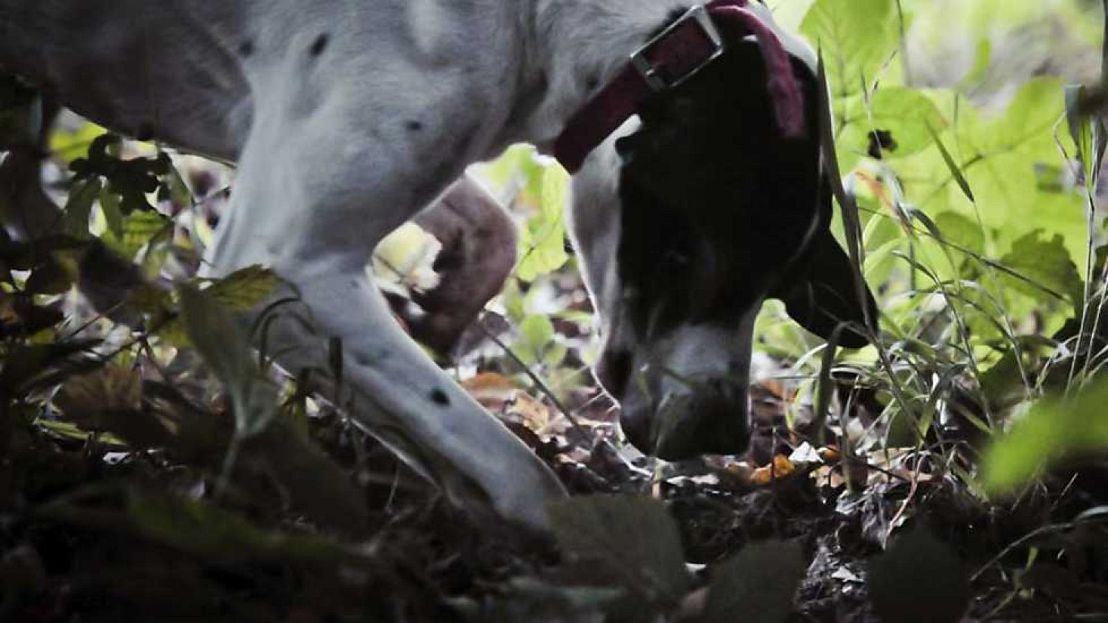 Jara y sedal - Tesoros del Río Mundo - ver ahora