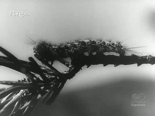 Revista Imágenes - PLAGA OCULTA. LA LUCHA CONTRA LAS HORMIGAS BLANCAS