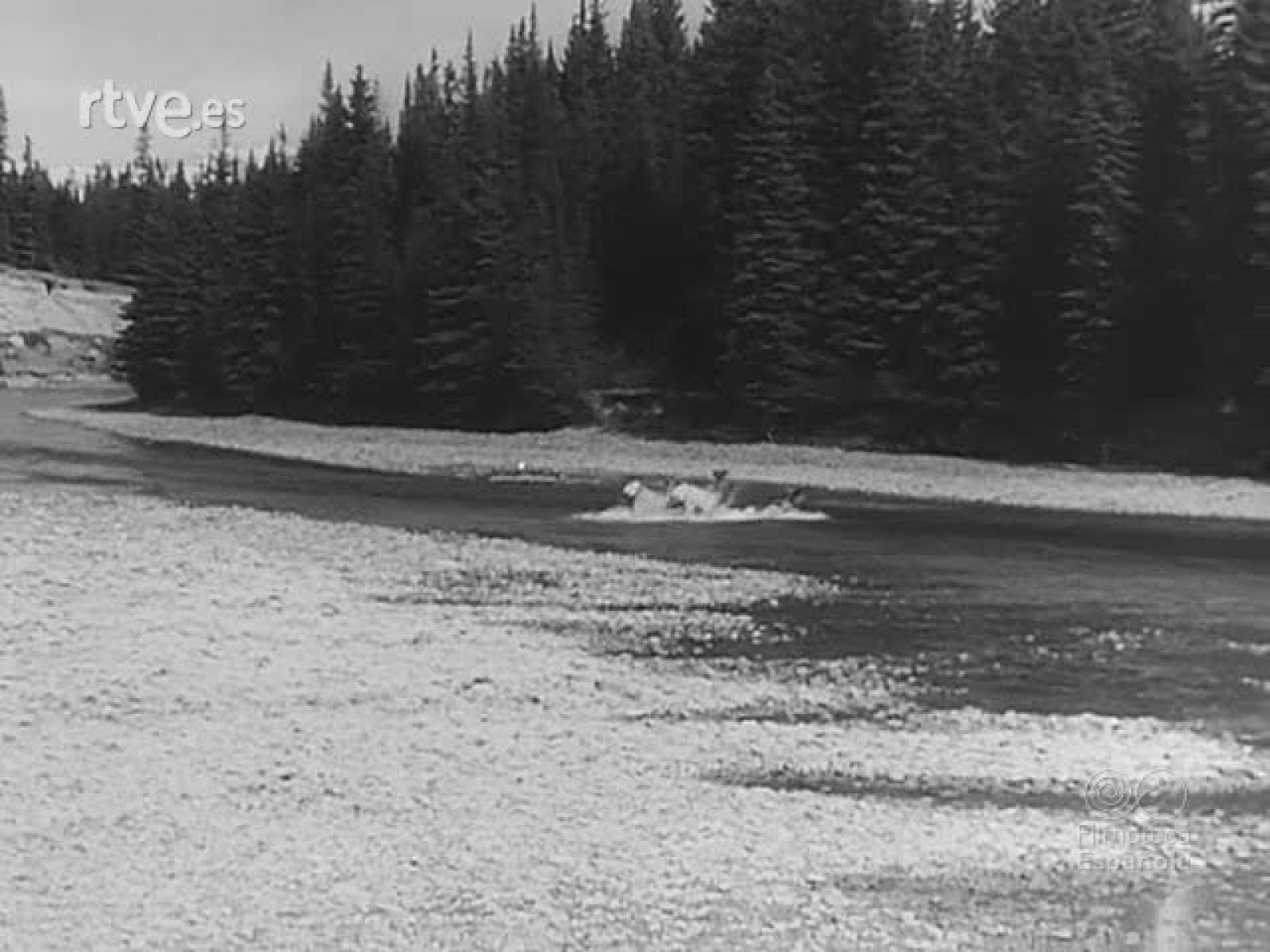 ZOOLOGIA AMABLE - Revista Imágenes | Ver