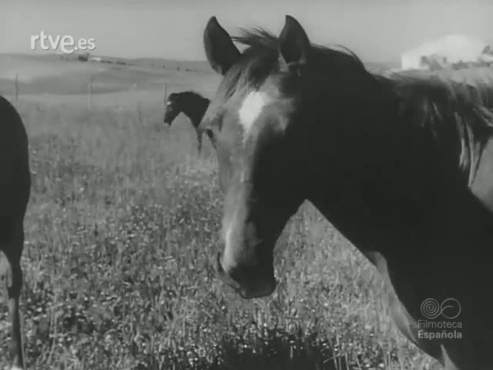 NUESTRO AMIGO EL CABALLO - Revista Imágenes | Ver