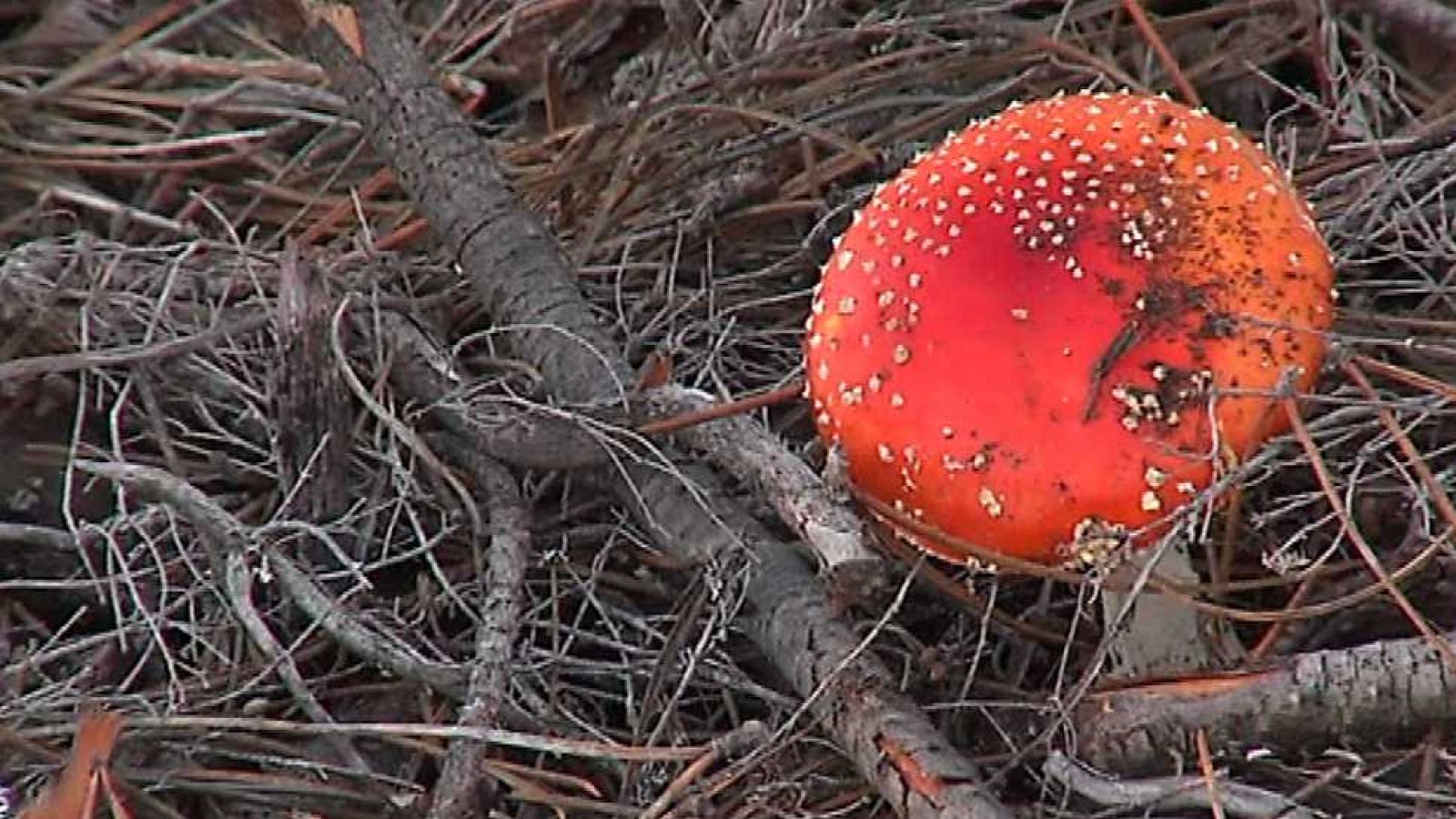 Agrosfera - 22/11/14 - Ver ahora