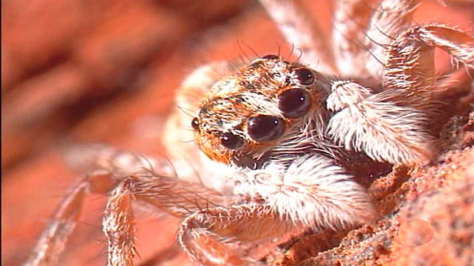 El jardín viviente - Algo más que piedras - ver ahora