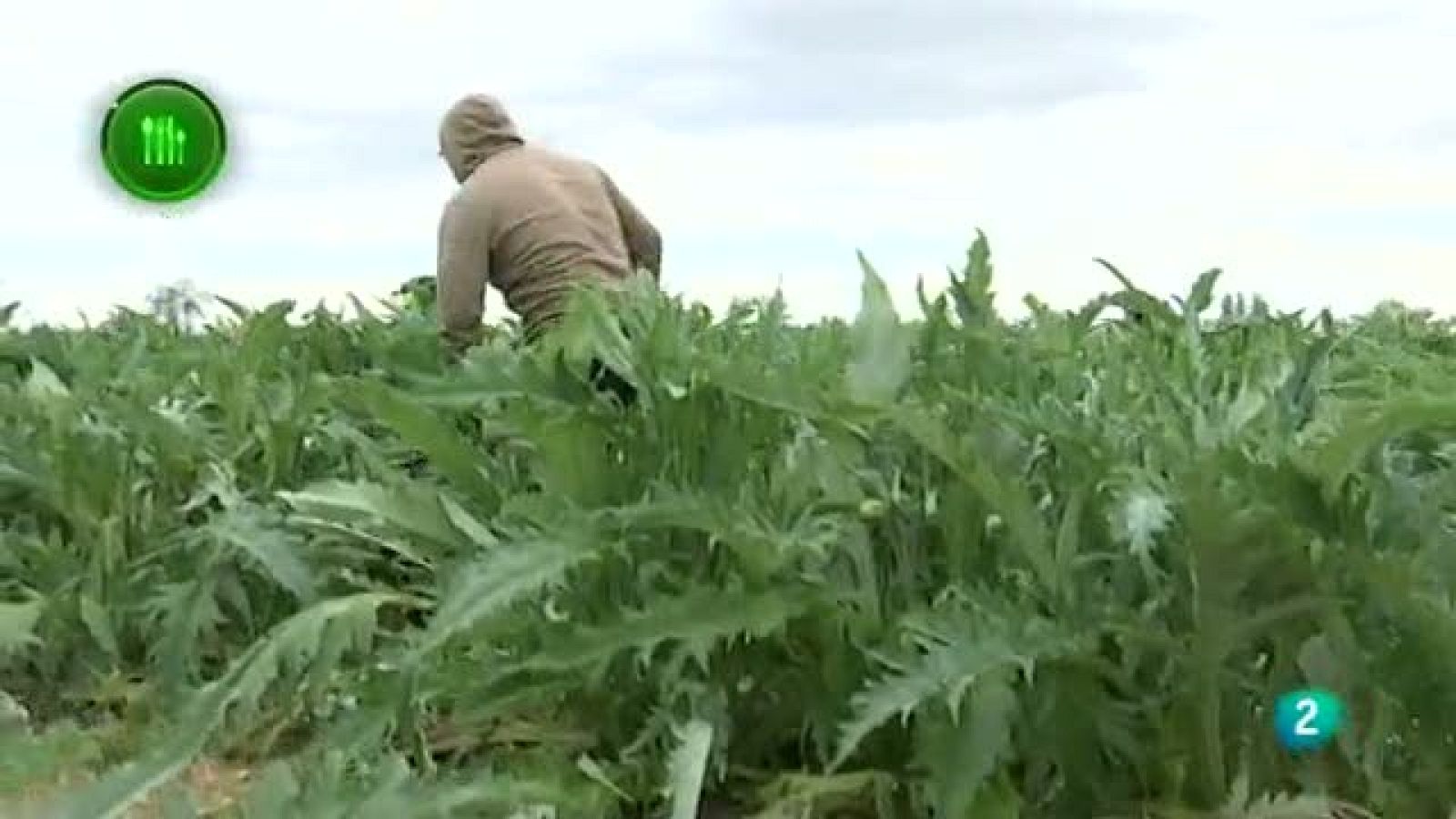 Agrosfera - Con mucho gusto - Alcachofa de Tudela