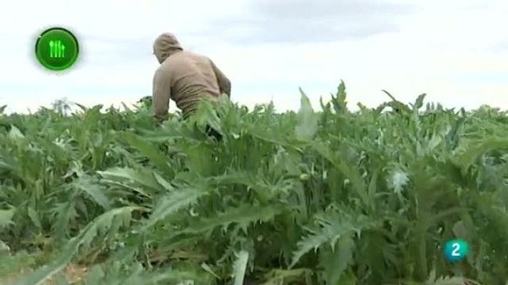 Agrosfera - Alcachofa de Tudela