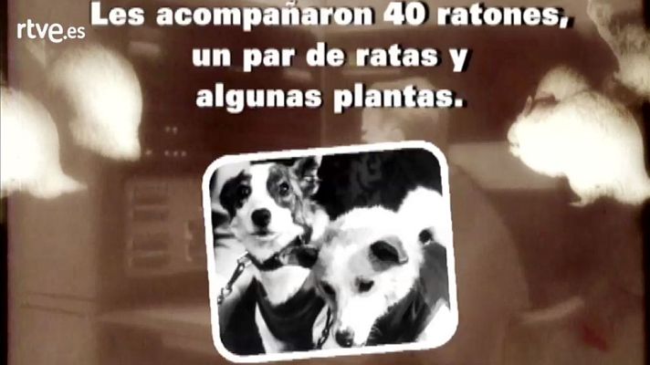 Órbita Laika - Otros animales en el espacio