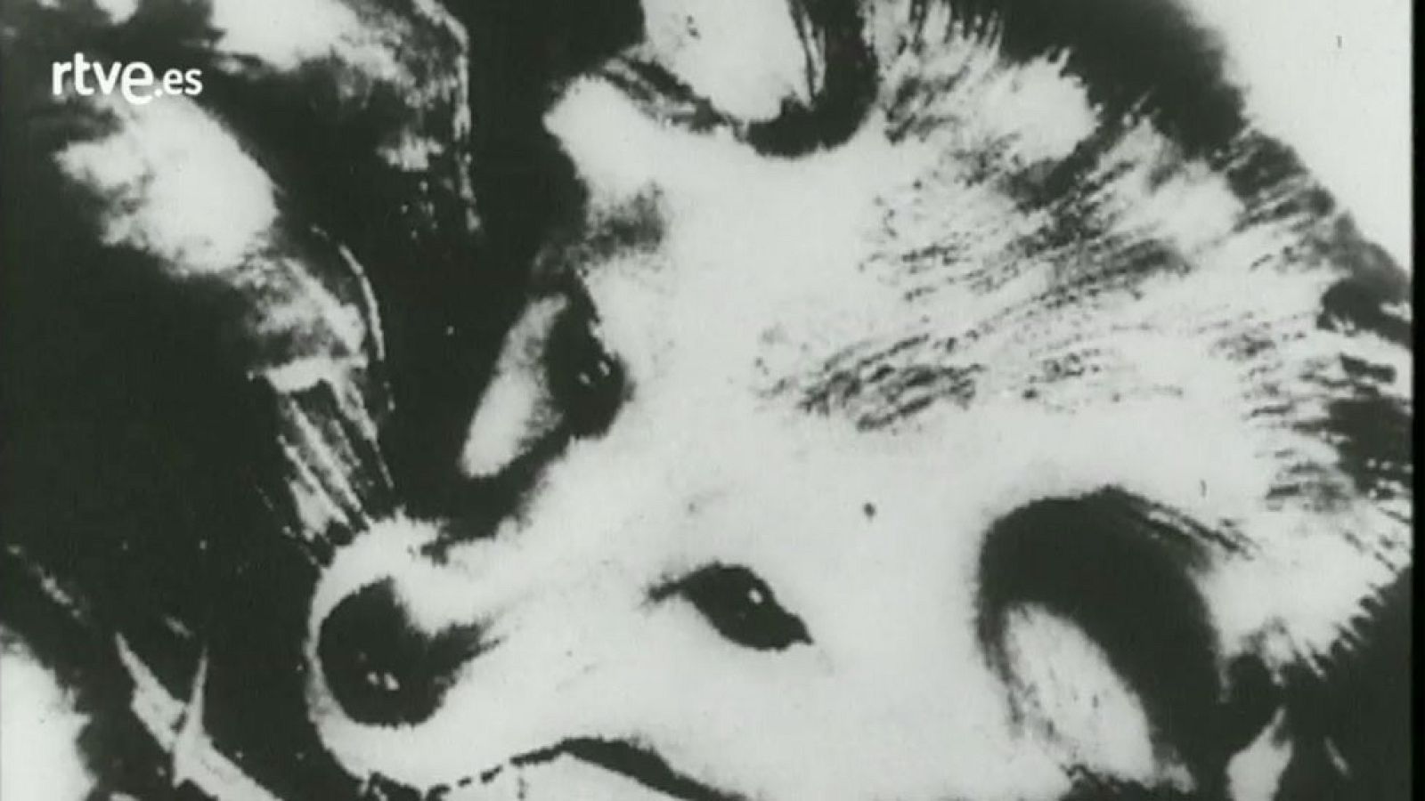 Así se contó el lanzamiento de Laika - Órbita Laika | Ver