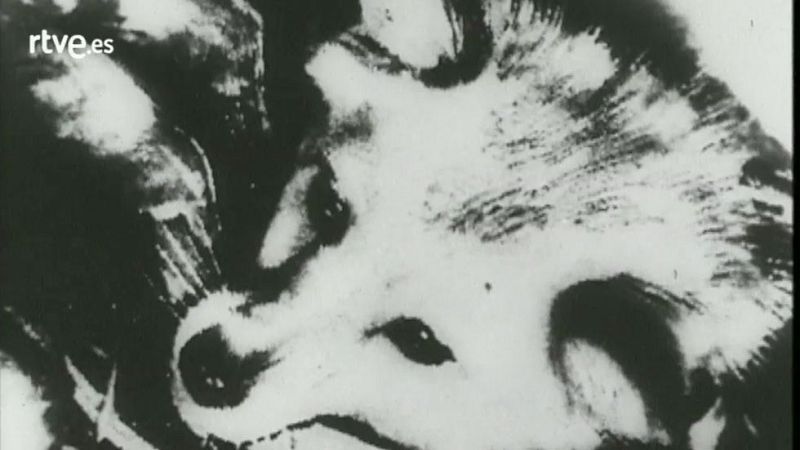 Así se contó el lanzamiento de Laika - Órbita Laika | Ver