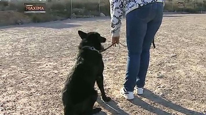 Telediario 1 - Perros para escoltar a víctimas de violencia de género