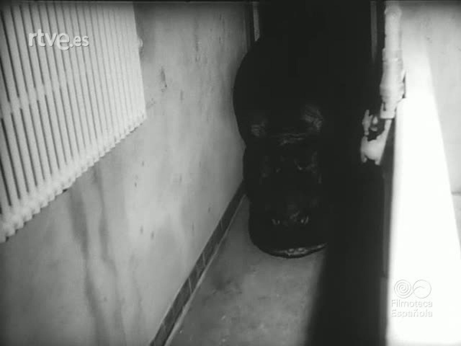 DEL ZOO AL CIRCO - Revista Imágenes | Ver