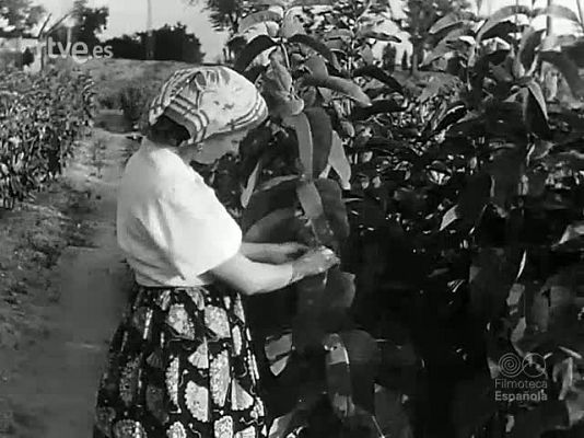 Revista Imágenes - AVANCES CIENTIFICOS : LABOR DEL PATRONATO JUAN DE LA CIERVA