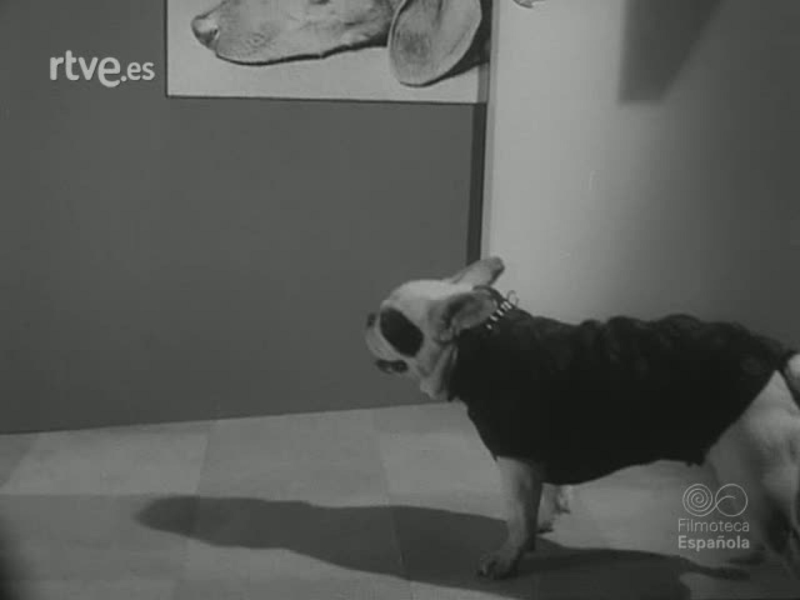 DE LOS ANIMALES LISTOS - Revista Imágenes | Ver