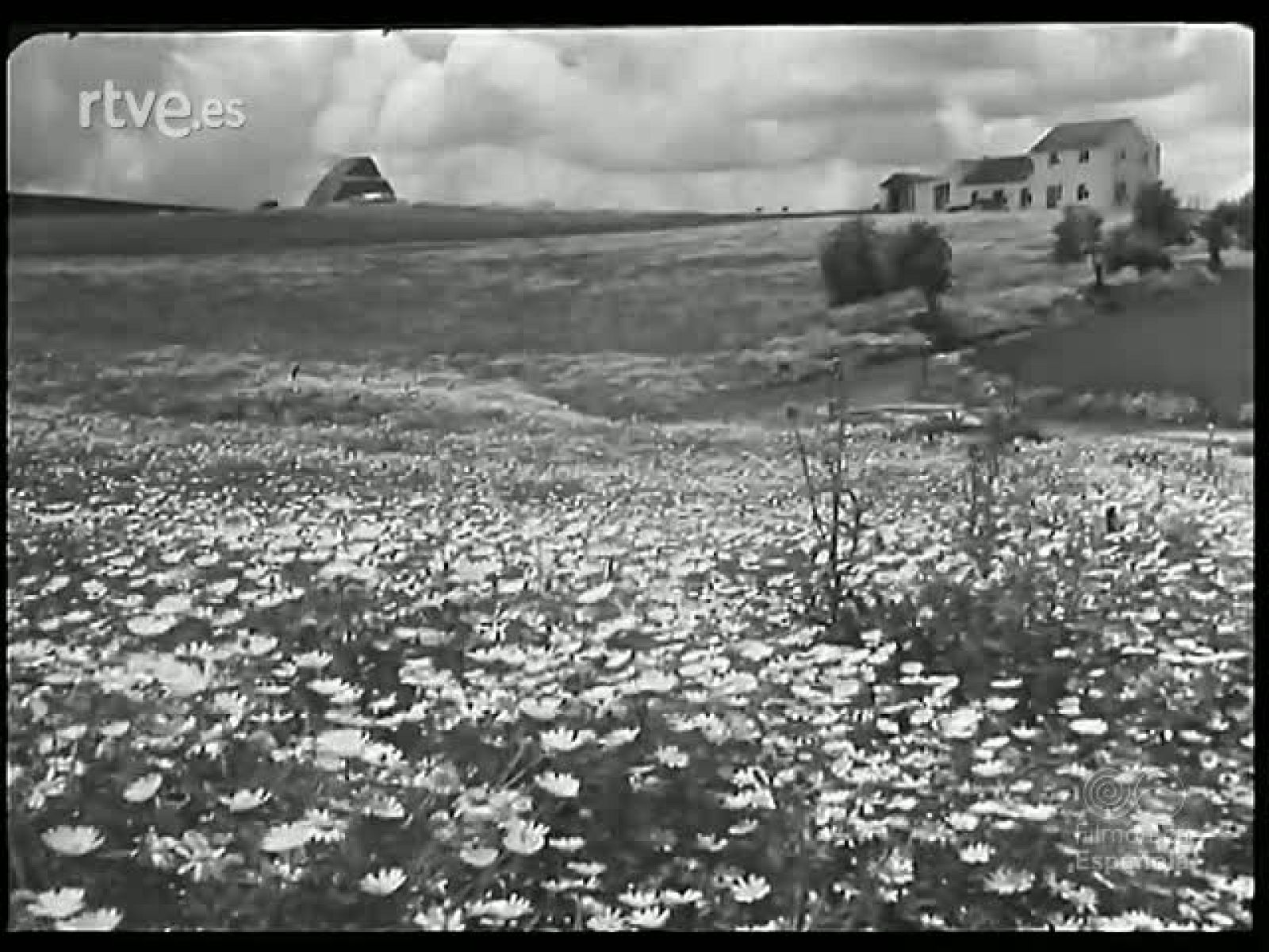 TOROS Y CABALLOS - Revista Imágenes | Ver