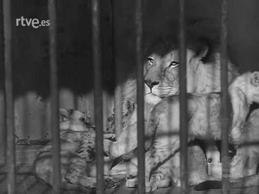 Revista Imágenes - EL LIBRO INFANTIL