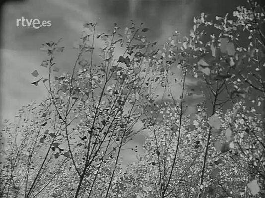 Revista Imágenes - EL YERMO SERA BOSQUE