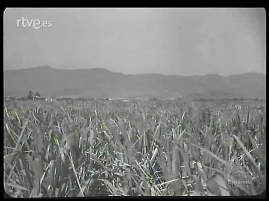 Revista Imágenes - CAÑAS GRAZNIDOS Y CACAREOS