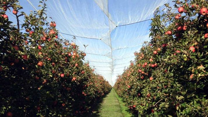 Aquí la Tierra - Hincar el diente a una "Pink Lady"